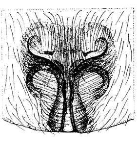 speciesimage