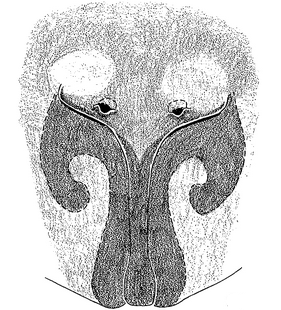 species