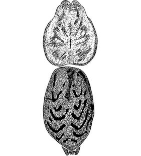 species