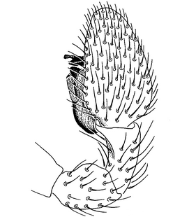 species