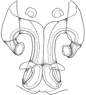 species