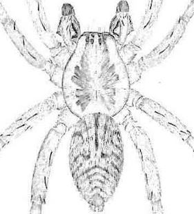 species