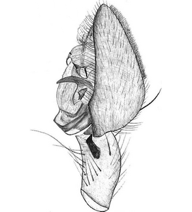 species