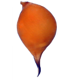 speciesimage