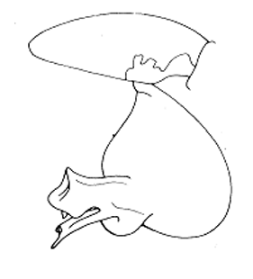 speciesimage