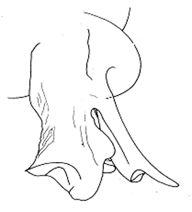 speciesimage