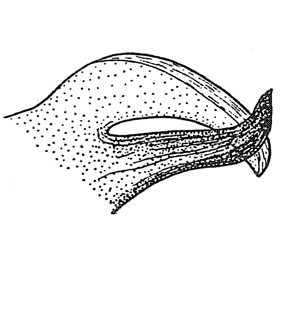 speciesimage