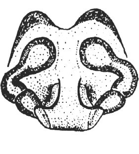 speciesimage