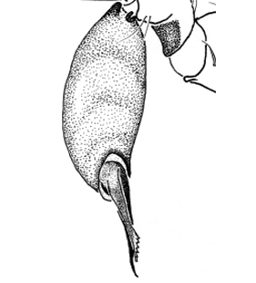 speciesimage