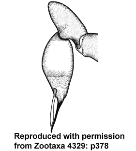 speciesimage