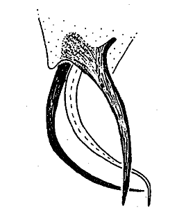 speciesimage