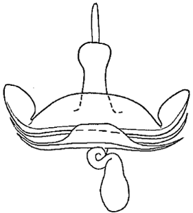 speciesimage