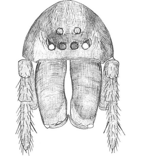 species