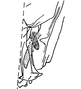 speciesimage