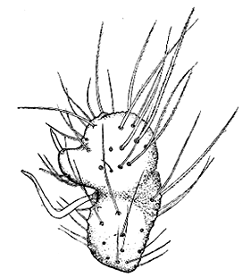 speciesimage