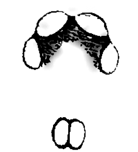 speciesimage