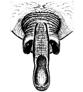 speciesimage