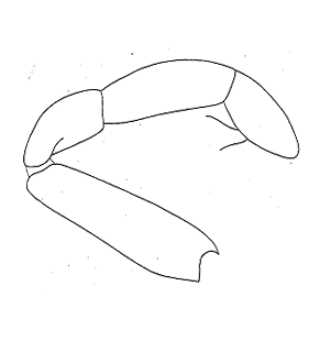 speciesimage
