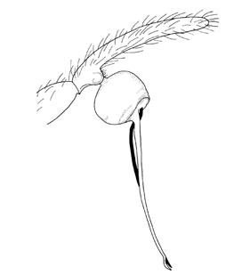 speciesimage