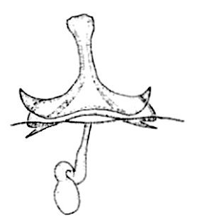 speciesimage