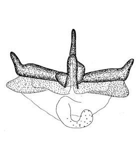 speciesimage