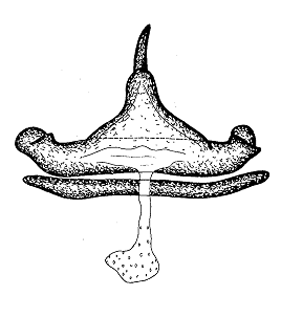 speciesimage