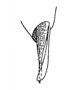 speciesimage