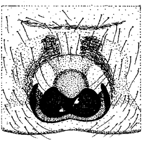 speciesimage
