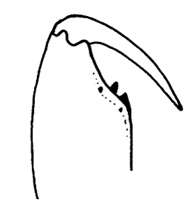 speciesimage