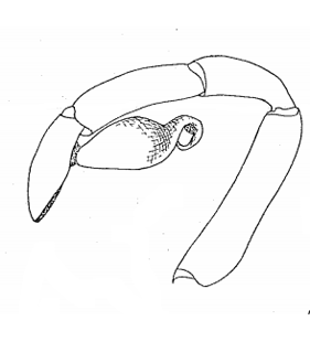 speciesimage