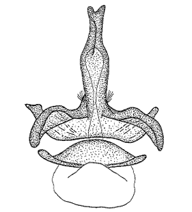 speciesimage