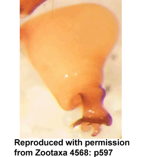 speciesimage