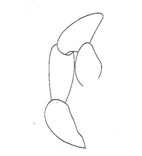 speciesimage