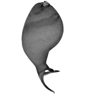 speciesimage