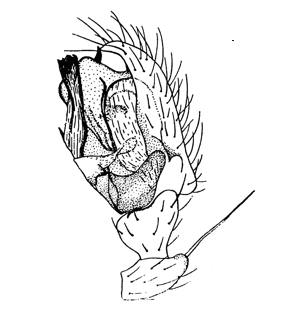 speciesimage