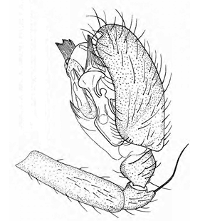 speciesimage