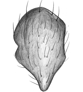 speciesimage