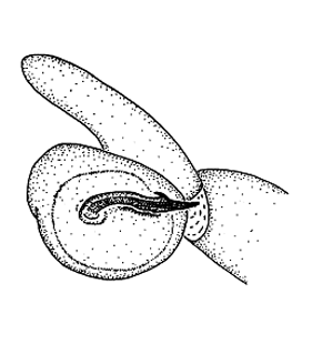 speciesimage