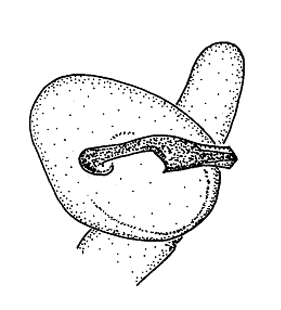 speciesimage