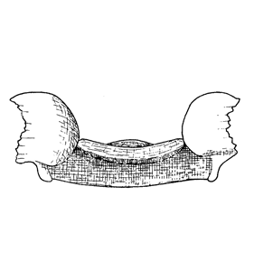 speciesimage