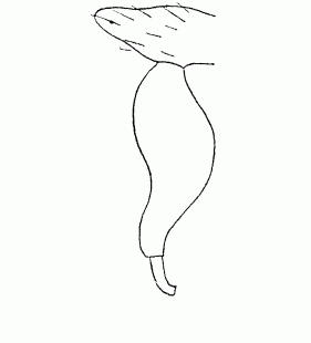 speciesimage