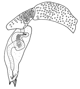 speciesimage