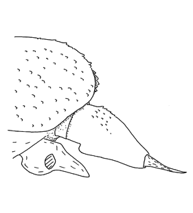 speciesimage