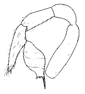 speciesimage