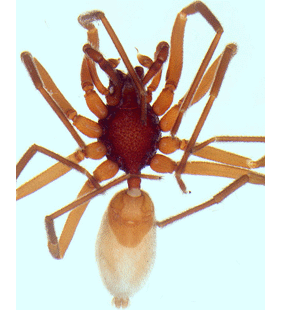 speciesimage