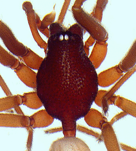 speciesimage