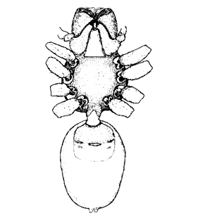 speciesimage