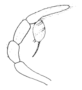 speciesimage