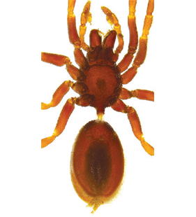speciesimage