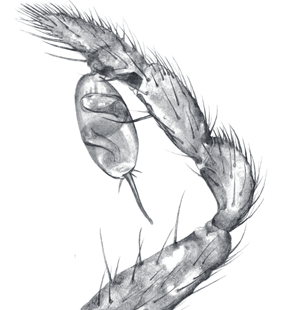 speciesimage